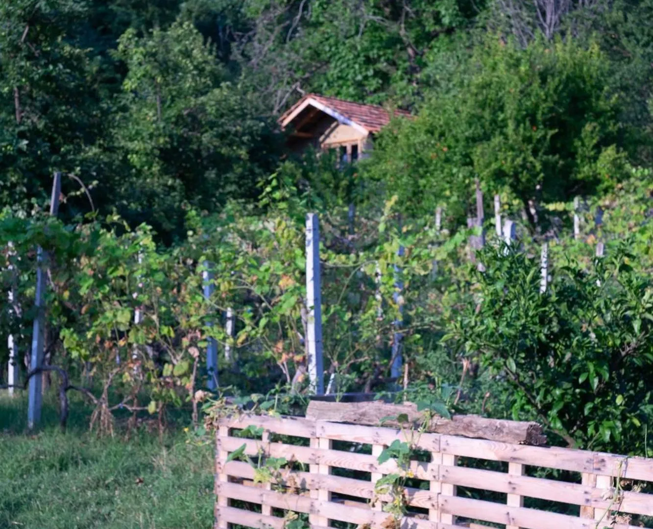 The House In The Village Pellumbas Guest house